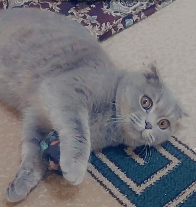 Шотландская вислоухая кошка Шотландская вислоухая кошка