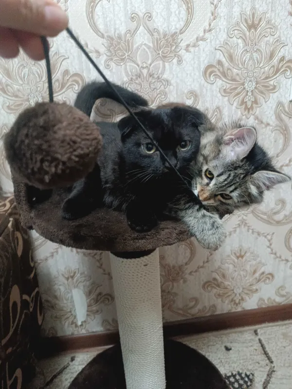 Котята мальчик девочка