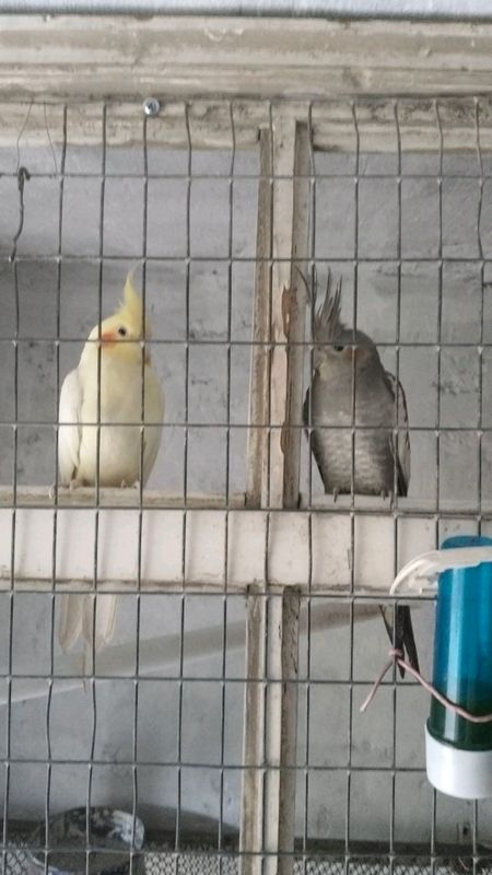 карело нар сотилади