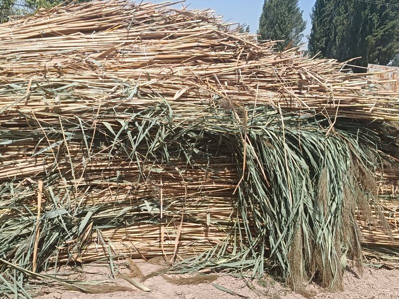 qamich lombazga 5-6 metirliy qamich lombazga 5-6 metirliy