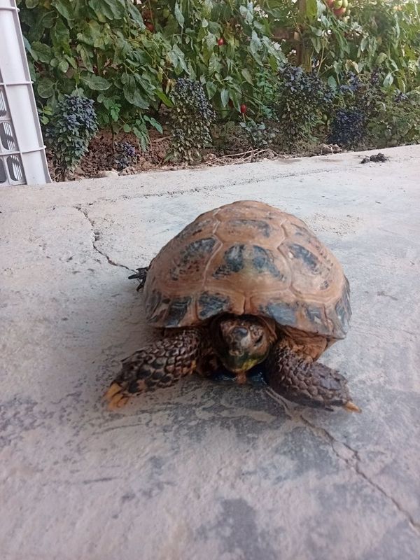 Uy toshbaqasi,yoshi 1,5 da