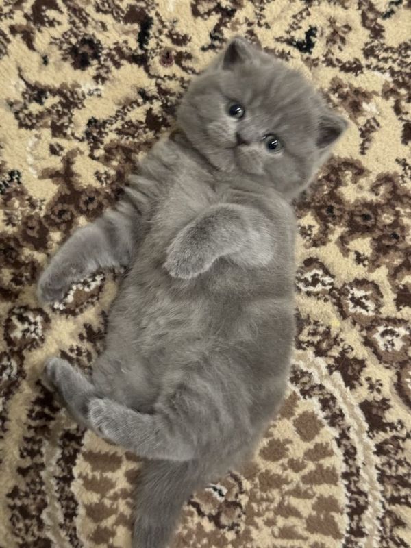 Котенки скоттиш страйты голубого окраса Котенки скоттиш страйты голубого окраса