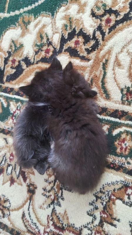Котёнки. В добрые руки) Котёнки. В добрые руки)