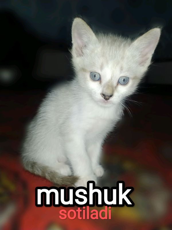 mushuk sotiladi, kichkina 1 oylik mushuk sotiladi, kichkina 1 oylik