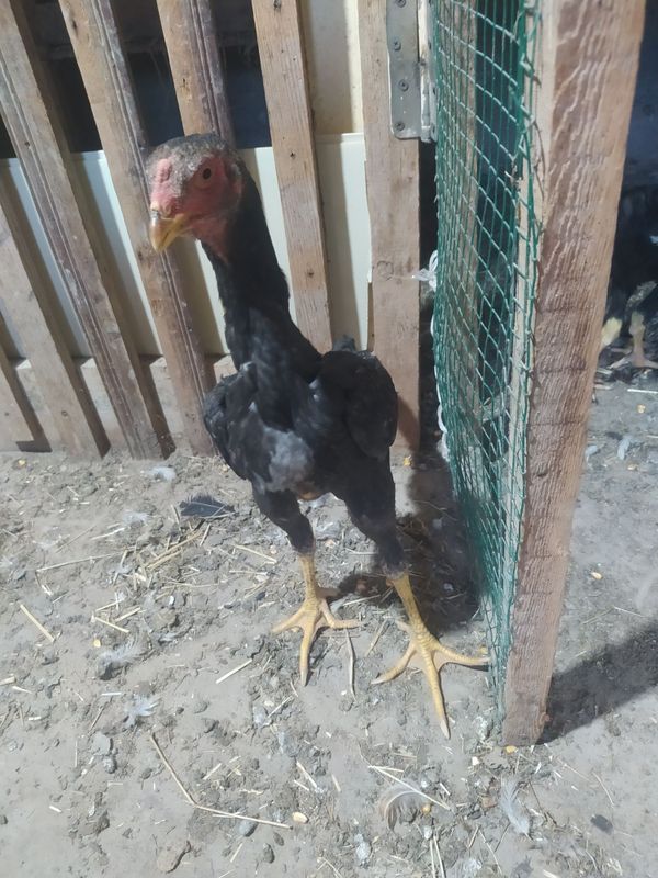 Dakan joʻja sotiladi zoti Karea Dakan joʻja sotiladi zoti Karea