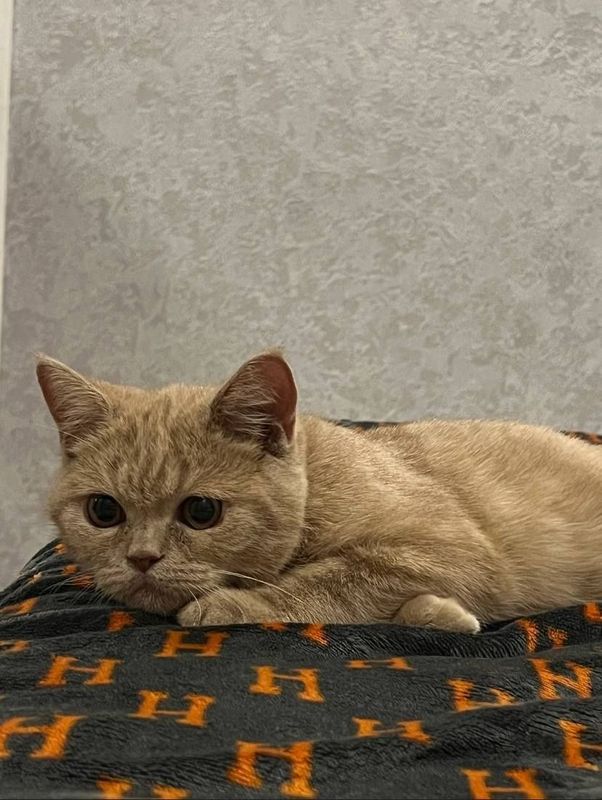 Скоттиш страйт 1йош