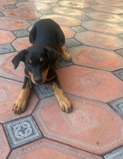 doberman kuchuk sotladi доберман щенки прадется doberman kuchuk sotladi доберман щенки прадется