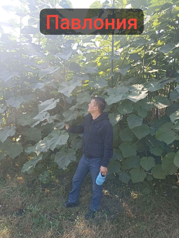 павлоняа кочати олинавли 0195 эфте шантун павлоняа кочати олинавли 0195 эфте шантун