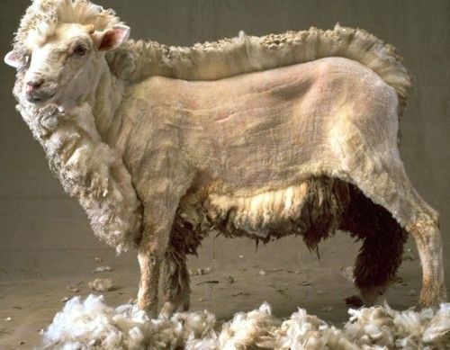 Куй киркиш хизмати Куй киркиш хизмати