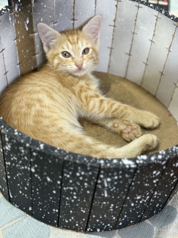 Котенок-девочка- 2.5 месяца Котенок-девочка- 2.5 месяца