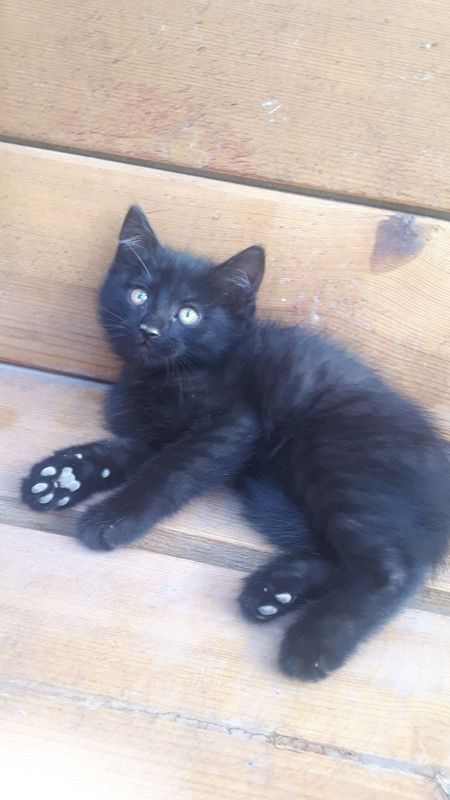 Котёнок в хорошие руки!