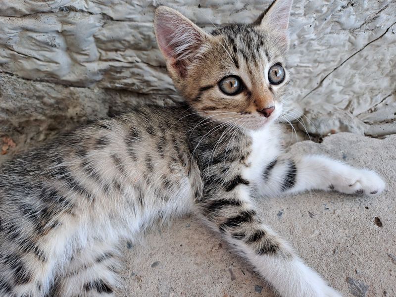 Котята два месяца Котята два месяца