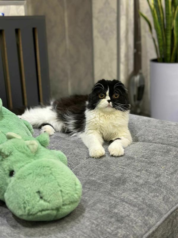 Кошка продается 100$