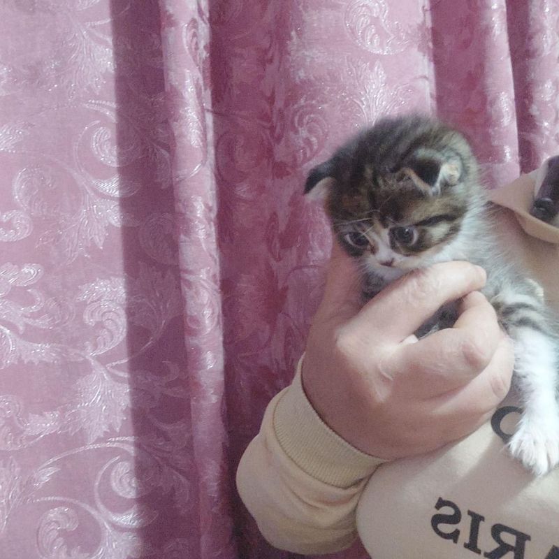 Scottish Fold 2 oylik o'g'il bola