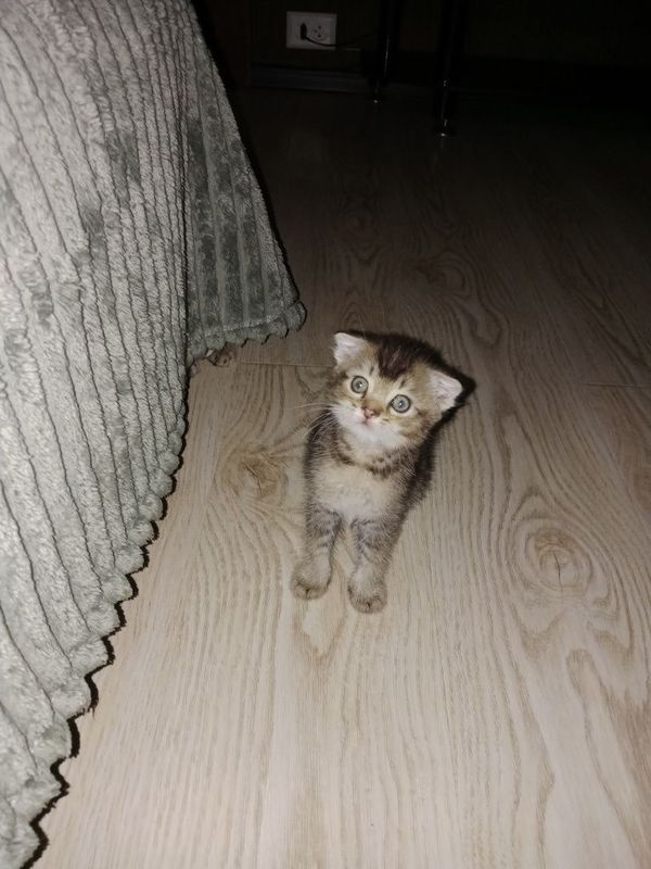 Шотландский котёнок Шотландский котёнок