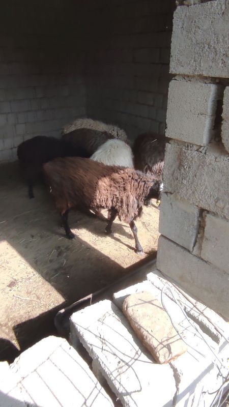 Qo'ylar sotiladi qurbonlikka semiz 25kgdan 40kggacha bor Qo'ylar sotiladi qurbonlikka semiz 25kgdan 40kggacha bor