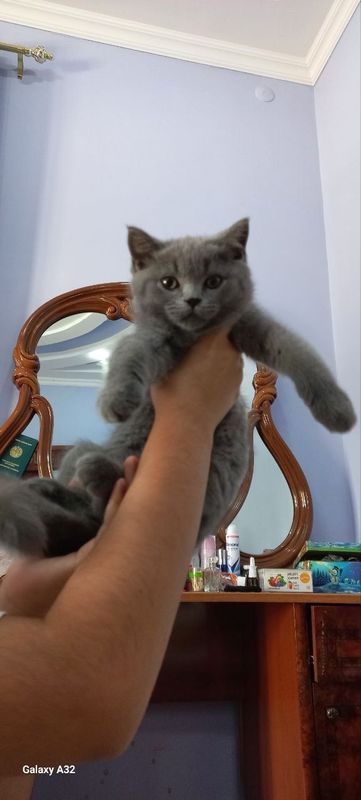 Skottish strayt 2 oylik, qiz mushukcha sotiladi Skottish strayt 2 oylik, qiz mushukcha sotiladi
