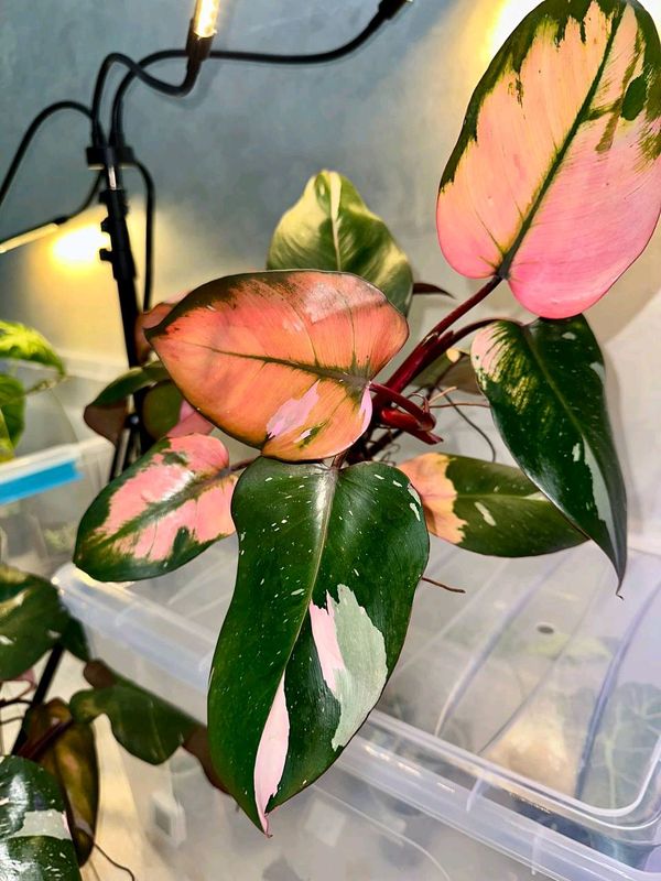 Philodendron Pink princess Philodendron Pink princess