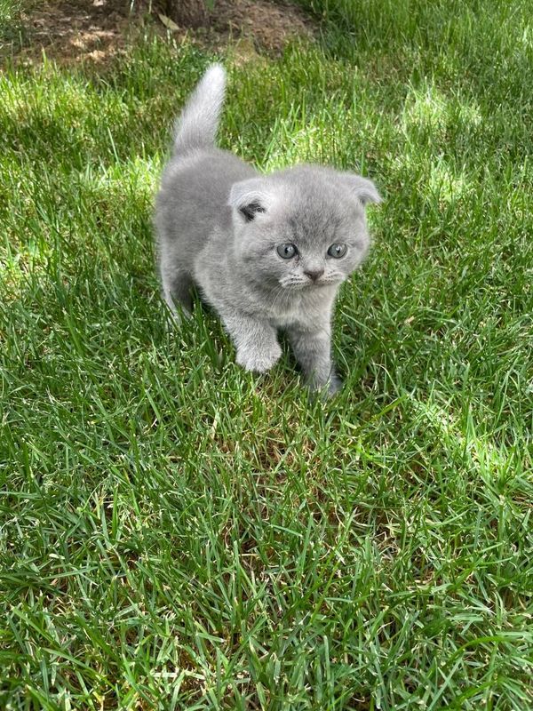 Scottish Fold котенок продается Scottish Fold котенок продается