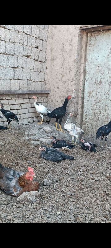 Dakan jojala sotiladi Dakan jojala sotiladi