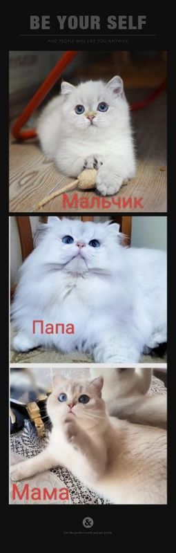 Британские шиншилла Британские шиншилла