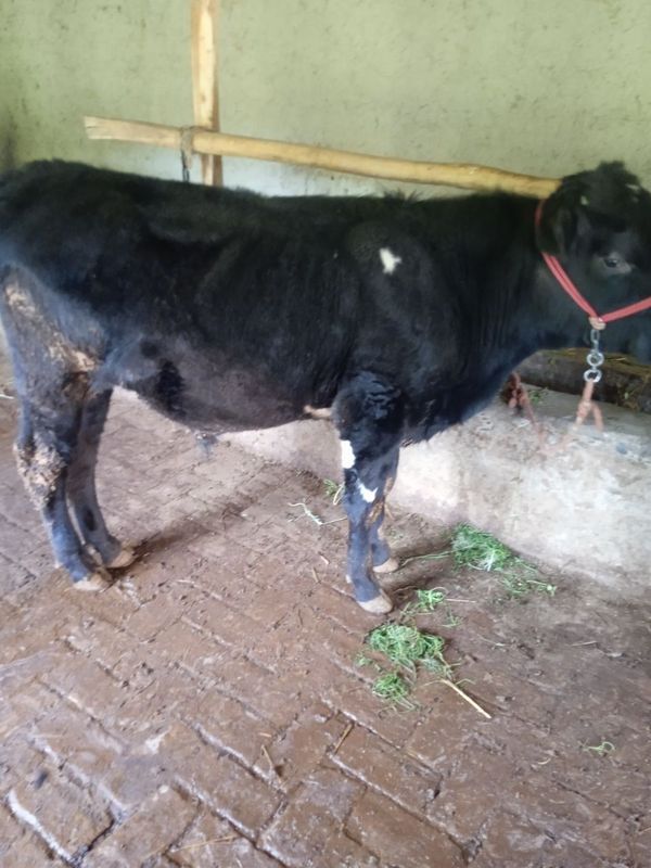 Mol sotiladi buyi 130 dan ziyod Mol sotiladi buyi 130 dan ziyod