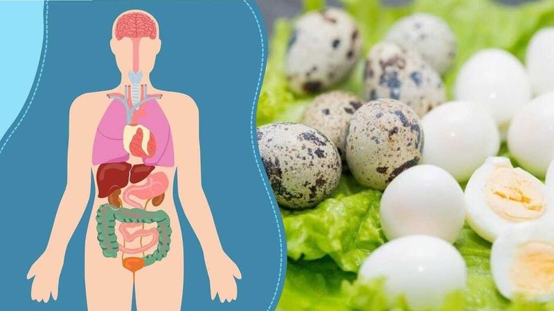 Premium Bedana Tuxumlari – Tabiylik va Foyda Uyg‘unligi! Premium Bedana Tuxumlari – Tabiylik va Foyda Uyg‘unligi!