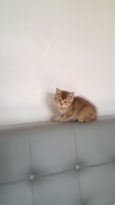 Продается Британский кошки Продается Британский кошки