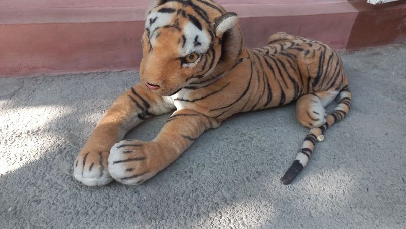 Sher yumshoq oynchog Sher yumshoq oynchog