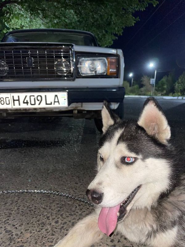 Sbiriskie haski 8 oylik Sbiriskie haski 8 oylik
