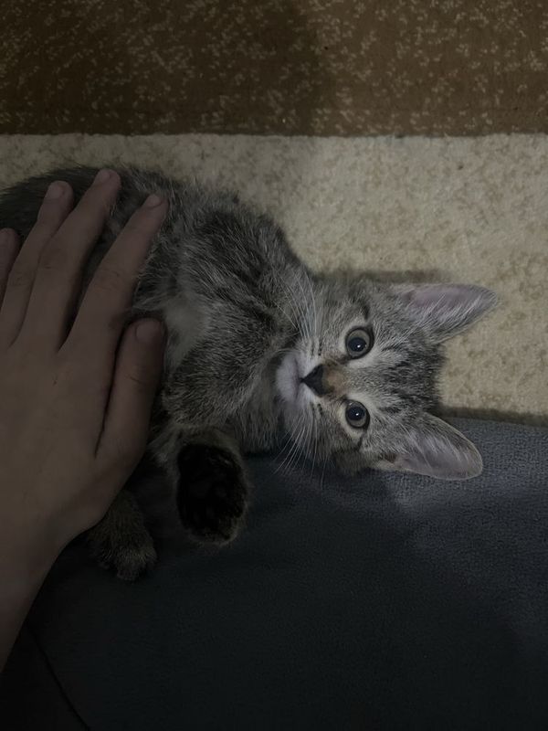 Домашний мушук Тошкен Mushiklar Hadiyaga yaxshi insonlar uchun Домашний мушук Тошкен Mushiklar Hadiyaga yaxshi insonlar uchun