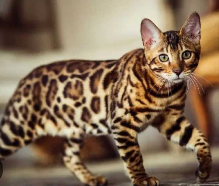 Bengal Mushik sotiladi Bengal Mushik sotiladi