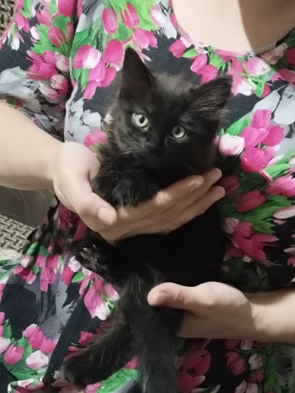Отдаю котенка в добрые руки Отдаю котенка в добрые руки