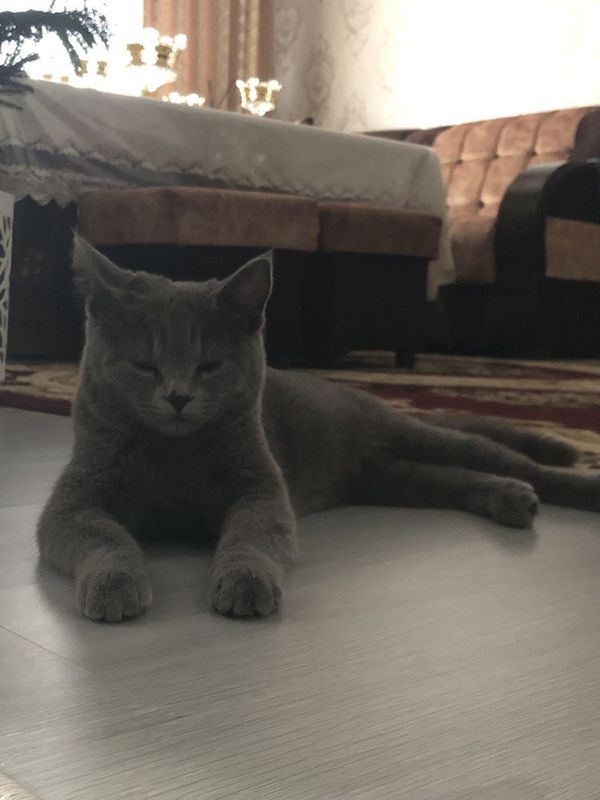 Британский короткошёрстную
