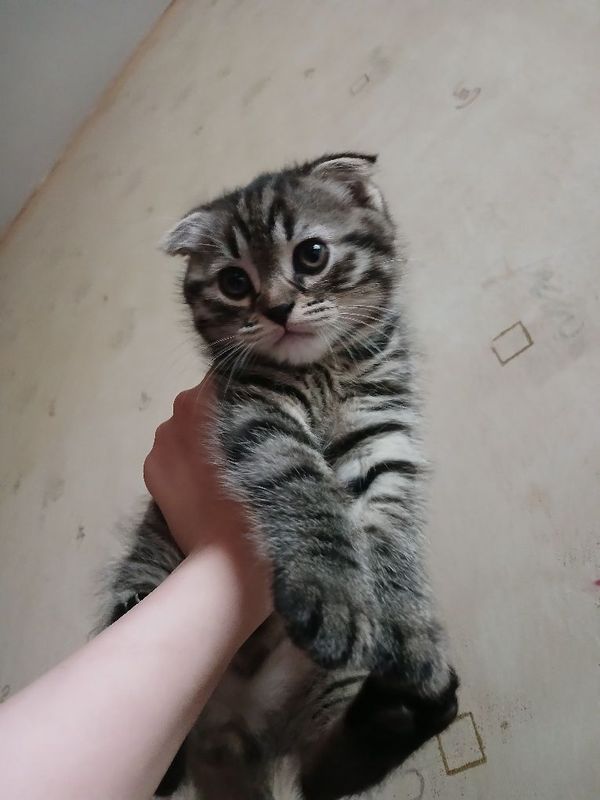 срочно продаётся котёнок срочно продаётся котёнок