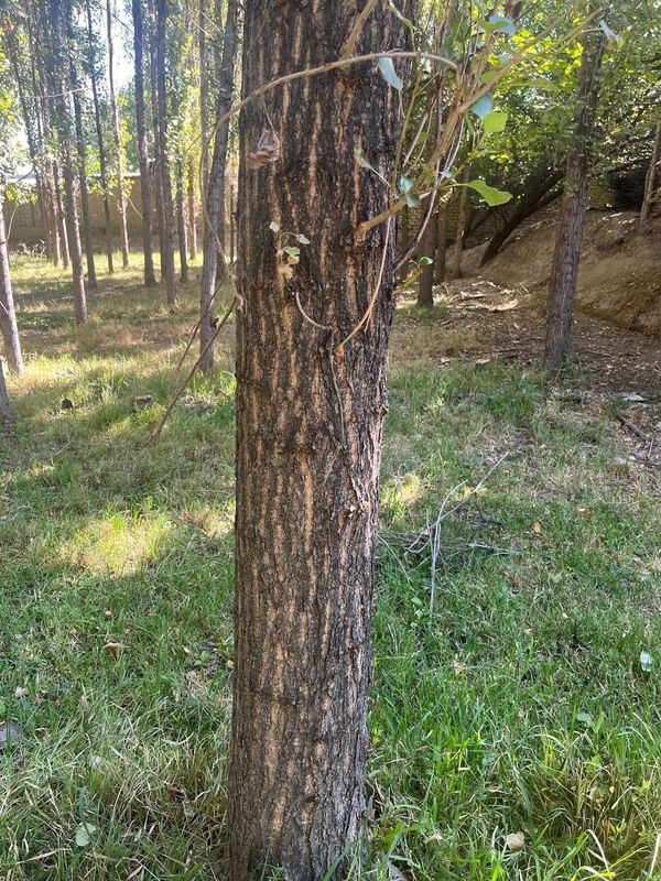 Teraklar sotiladi Teraklar sotiladi