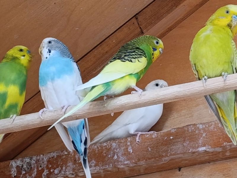 Qushlarimga kafolat beraman Qushlarimga kafolat beraman