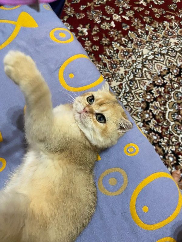 Продаётся котёнок Продаётся котёнок