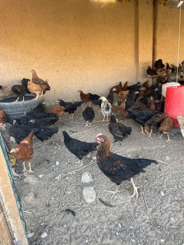 Tavuqlar sotiladi Tavuqlar sotiladi