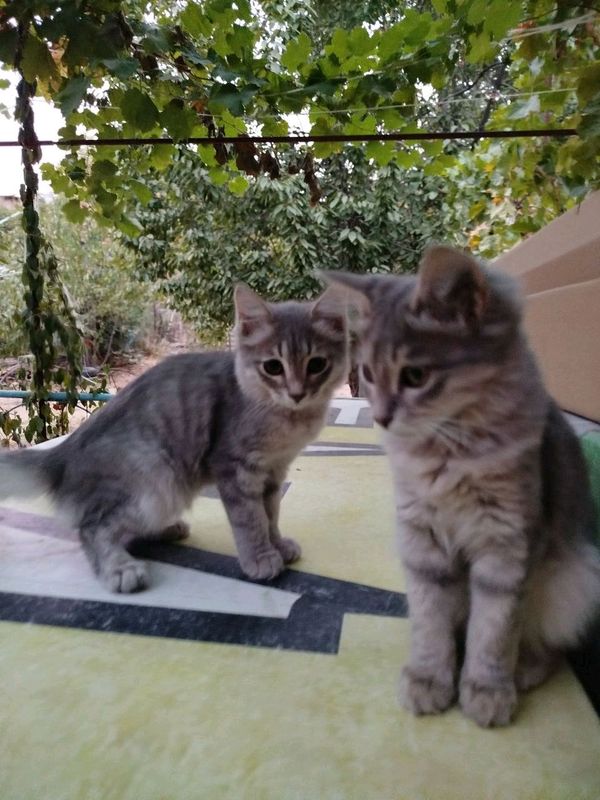 котята