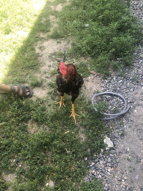 Dakan xõroz sotuladi 3 davrada yutgan olediganlar bulsa yoshi 8 oylikd Dakan xõroz sotuladi 3 davrada yutgan olediganlar bulsa yoshi 8 oylikd
