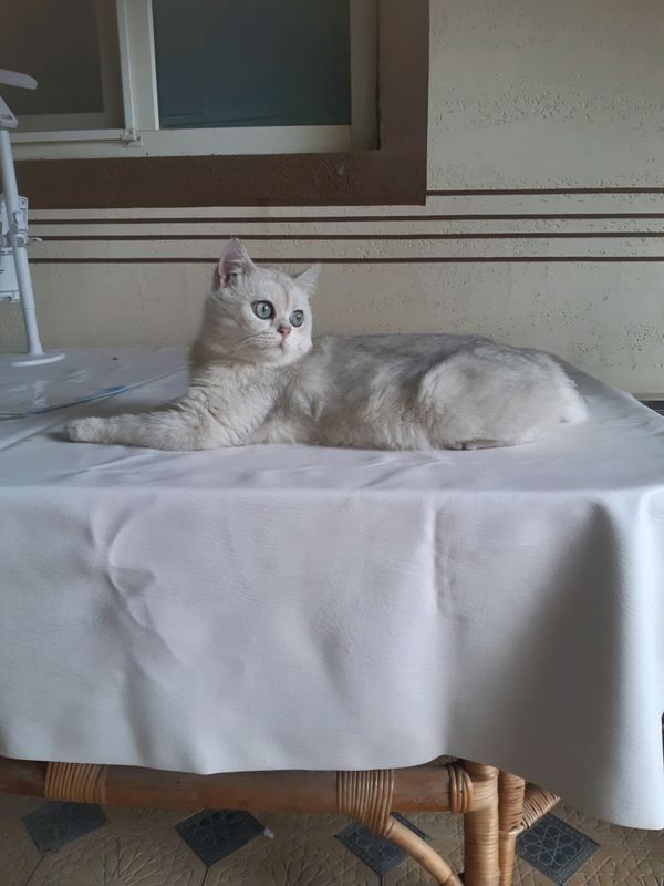 Серебристый шиншила Серебристый шиншила