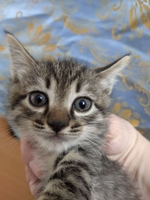 Отдаю в добрые руки милых котяток! :) Отдаю в добрые руки милых котяток! :)