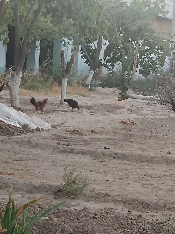 Tovuq sotaman damashniy