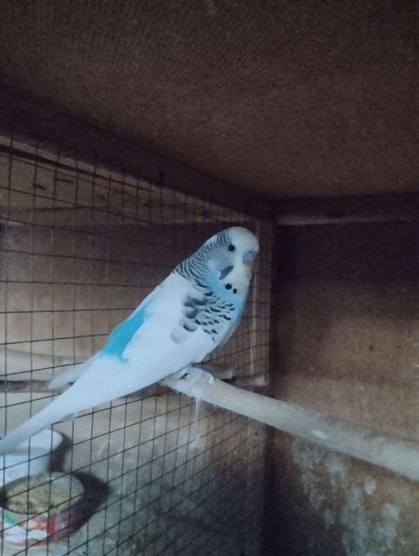 Sotiladi tayor nar Sotiladi tayor nar