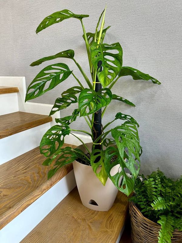 Монстера Адансона (Monstera adansonii) Монстера Адансона (Monstera adansonii)