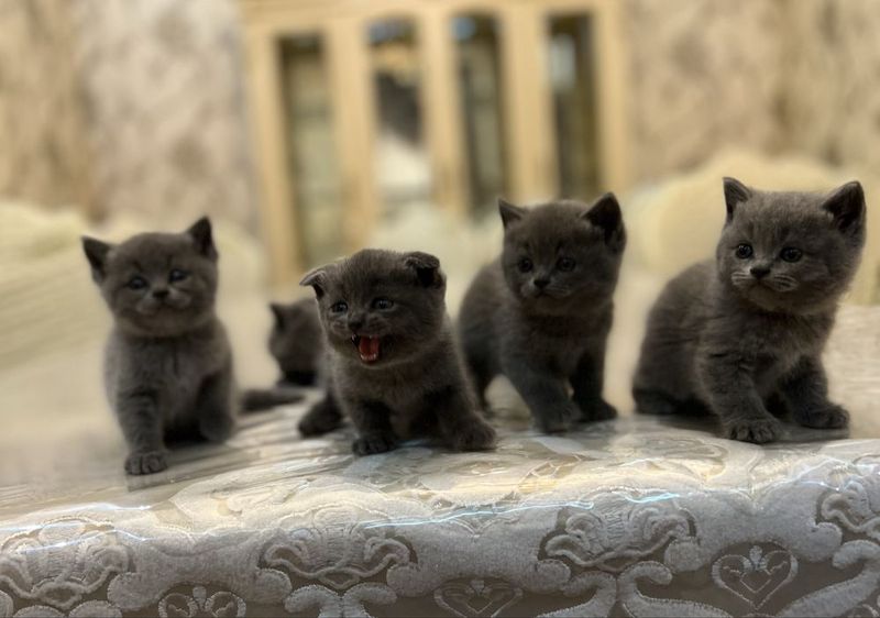 Продаются от правильной вязки идеальные скотиш Фолд и Страйты Продаются от правильной вязки идеальные скотиш Фолд и Страйты