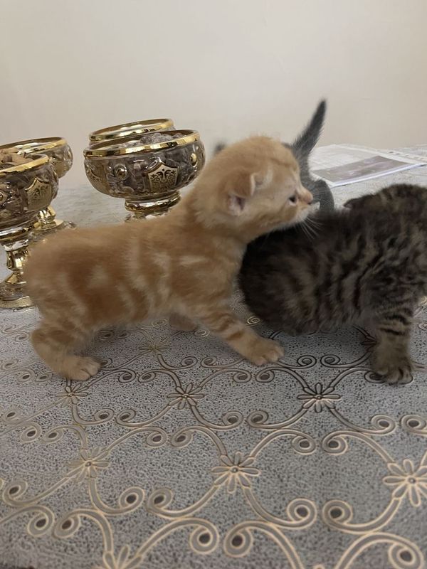 Котята Скоттиш Фоллд