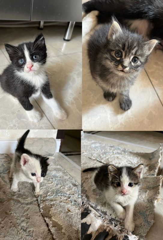 Котята бесплатно Котята бесплатно