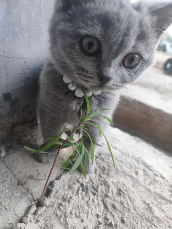 Skotish strayt sotladi Skotish strayt sotladi